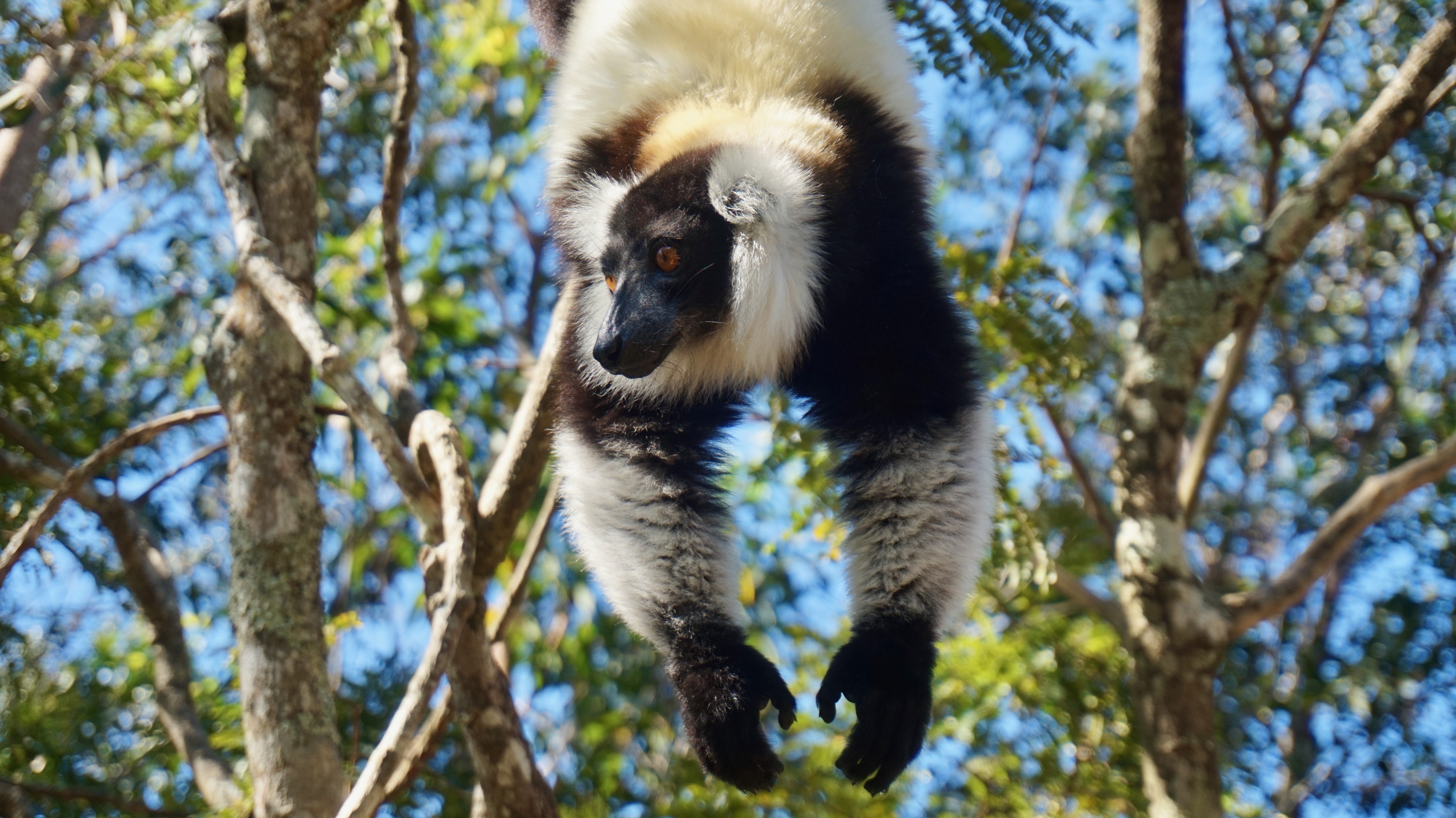 Indri-Indri lemur in Analamazoatra National Park