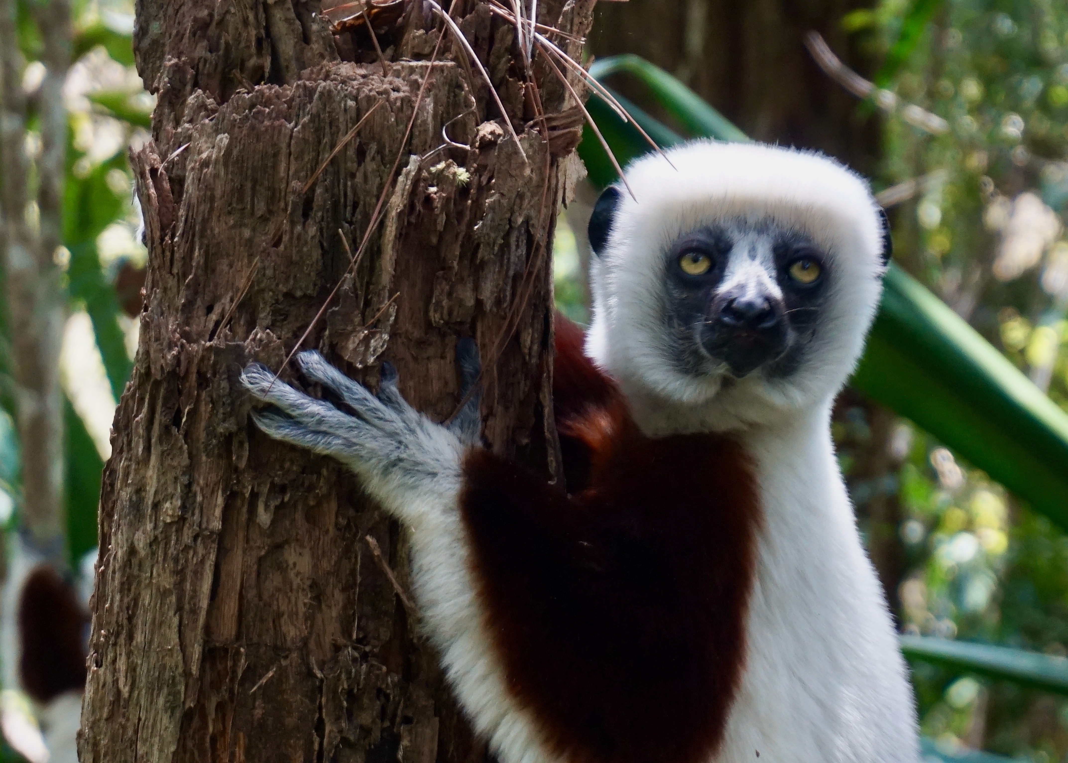 lemur